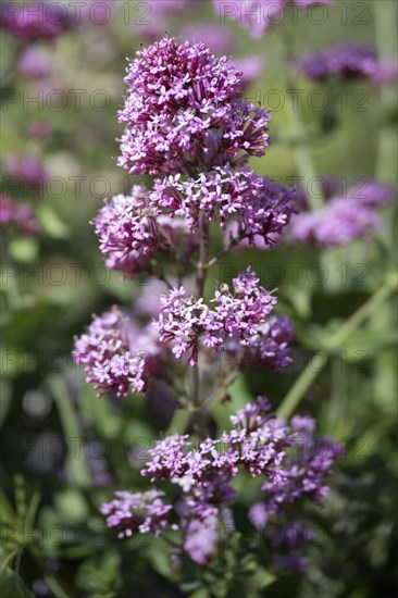 Red valerian