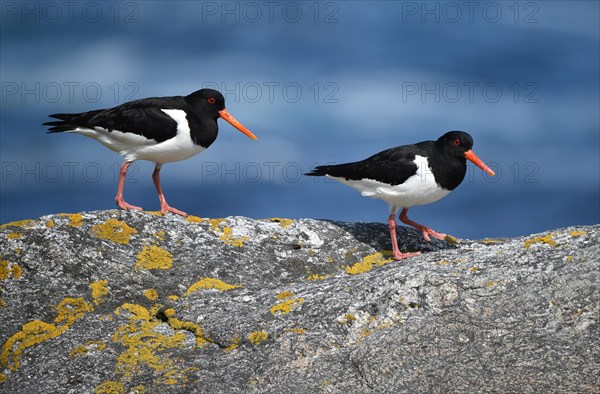 Eurasian oystercatcher