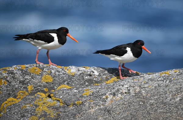 Eurasian oystercatcher