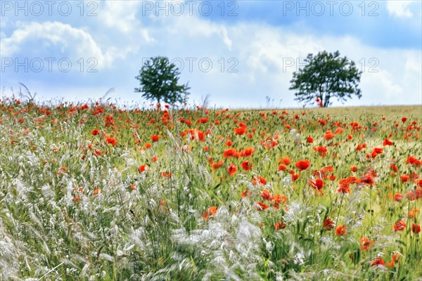 Corn poppy blossom in a barley field