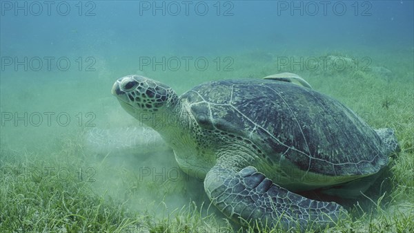 Great Green Sea Turtle