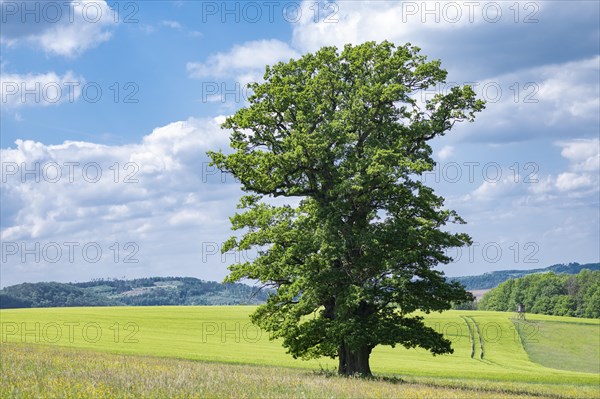 English oak