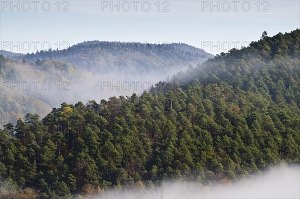 Fog on the slopes of the Palatinate Forest