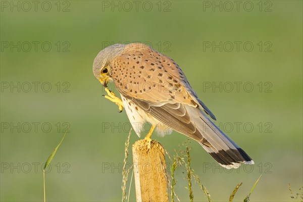 Common kestrel