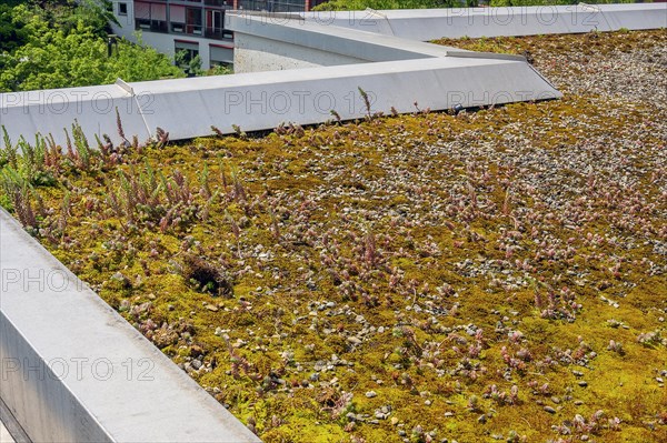 Flat roof with reflexed stonecrop