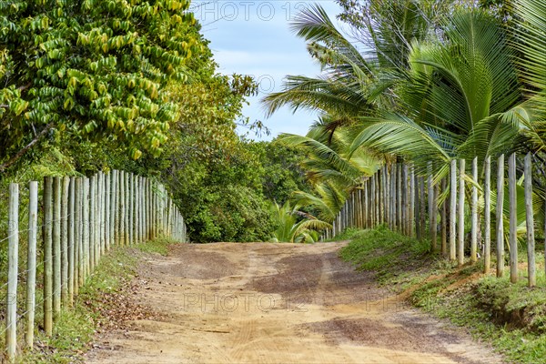 Dirt road through the rural area of Serra Grande in Bahia with farm fences alongside