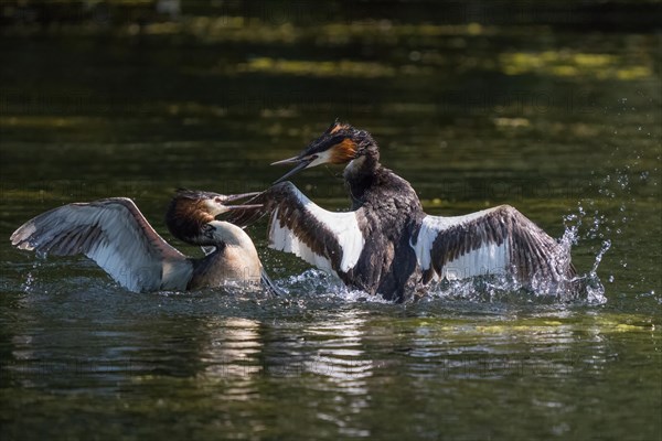 Great Crested Grebe