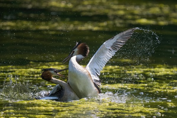 Great Crested Grebe