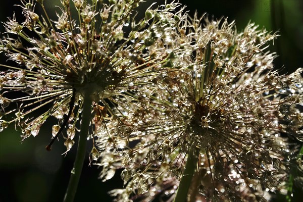 Ornamental garlic