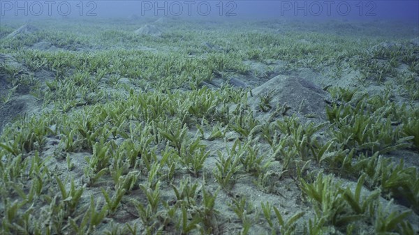 Smooth ribbon seagrass