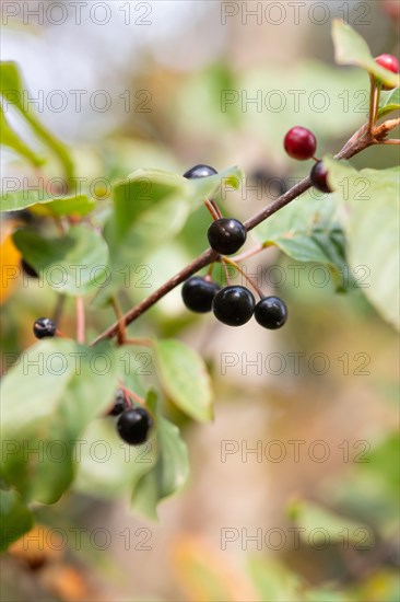 Alder buckthorn