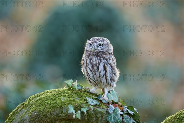 Little Owl