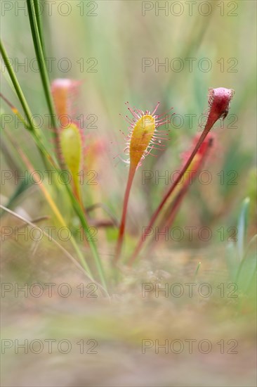 English sundew