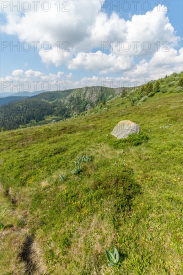 Landscape of the High Vosges near the riverbank road in spring. Collectivite europeenne d'Alsace