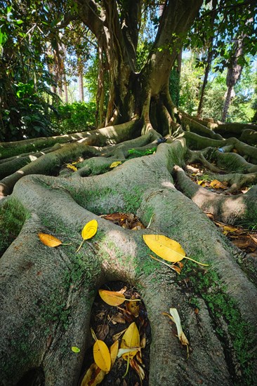 Exotic tree Australian banyan