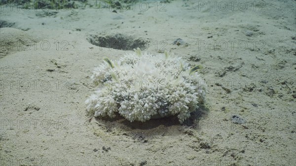 Upside Down Jellyfish