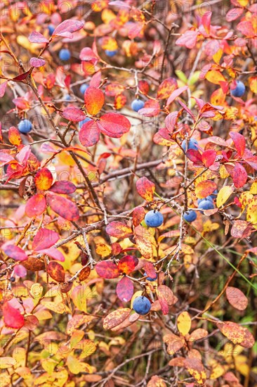 Blueberries