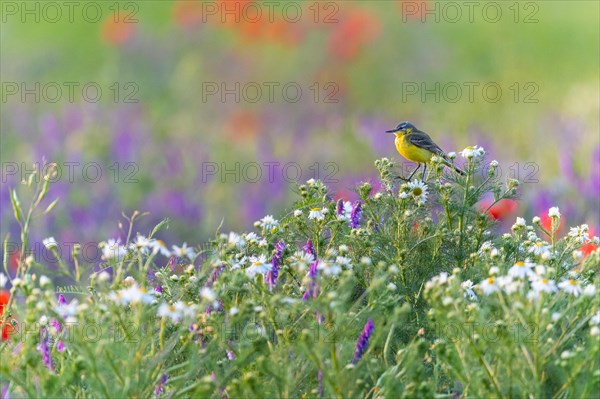 Western yellow wagtail