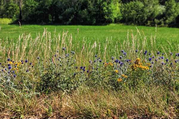 Ball thistles and grasses at the edge of the field