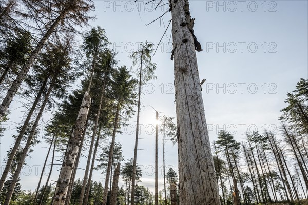 Dead spruces