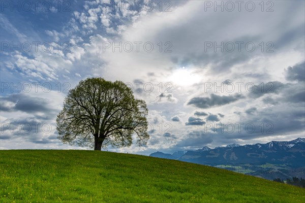 Peace lime tree