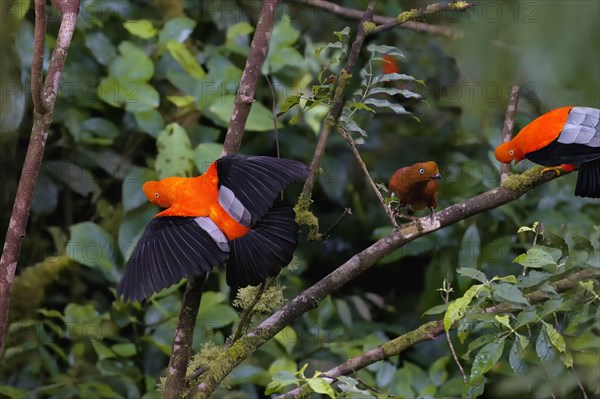Male and female Andean cock-of-the-rock