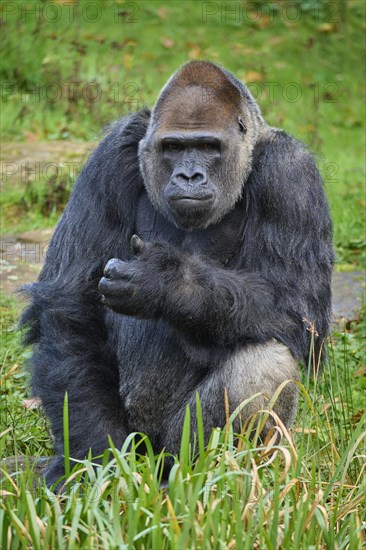 Western gorilla