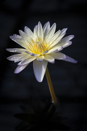 Waterlily in Kew Gardens