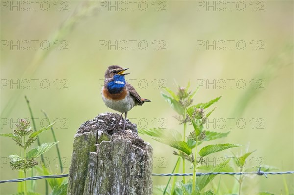 Bluethroat