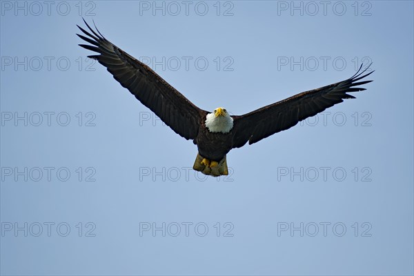 Adult bald eagle in flight