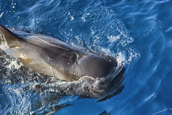 Pilot whale