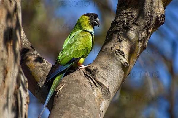 A nanday parakeet