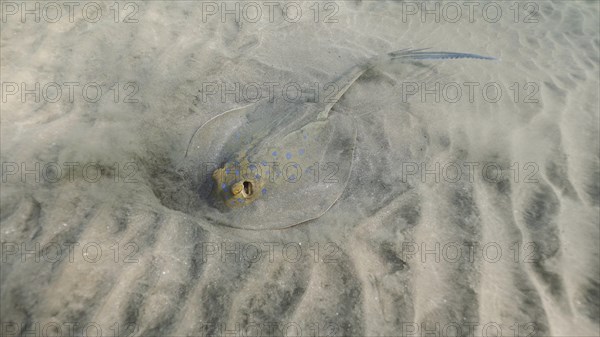 Stingray searches for food at the bottom on sunny day. Blue spotted Stingray or Bluespotted Ribbontail Ray