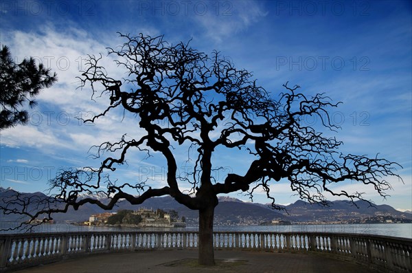 Bare Tree and Borromean Islands in Piedmont