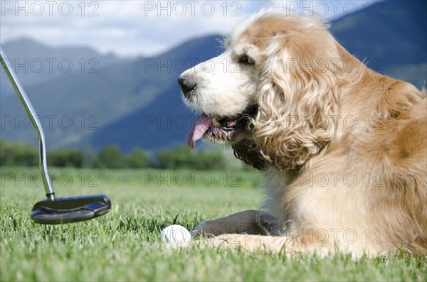 Playing Golf with Your Dog in Switzerland