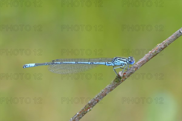 Azure damselfly