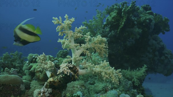 Beautiful coral reef in rays of the morning. Colorful tropical fish swims near soft and hard corasat sunrise. Life on coral reef under sun rays at dawn