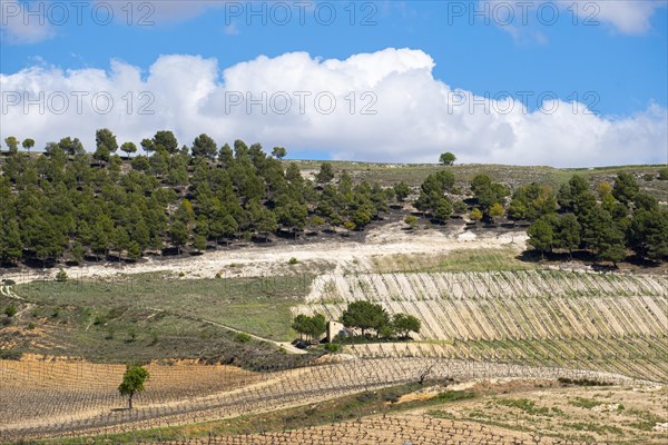 Wine landscape in the Ribera del Duero appellation of origin area in the province of Valladolid in Spain