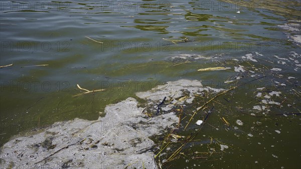 In Black Sea Blue-green algae blooms