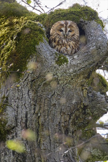 Tawny Owl