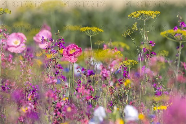 Flowering marginal strips next to agricultural monocultures