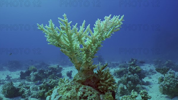 Bleached Hard Table Coral Acropora. Bleaching and death of corals from excessive seawater heating due to climate change and global warming. Decolored corals in Red Sea