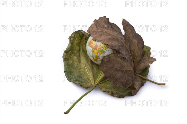 Little model globe placed between two large Autumn leaves