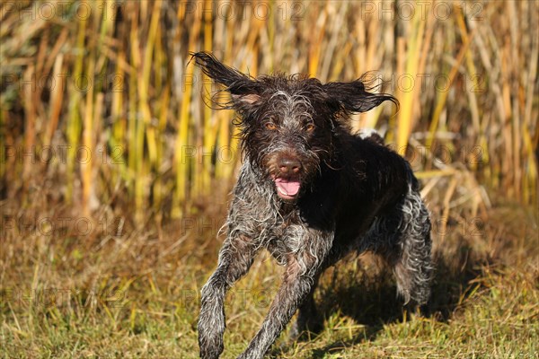 Hunting dog Bohemian Raubart or also Cesky Fousek