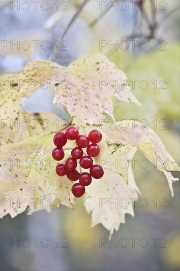 Guelder rose