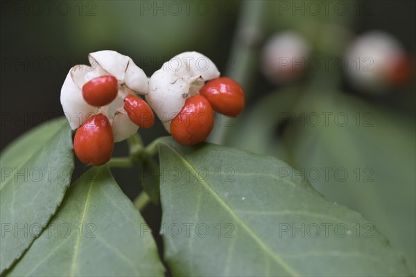 White european spindle