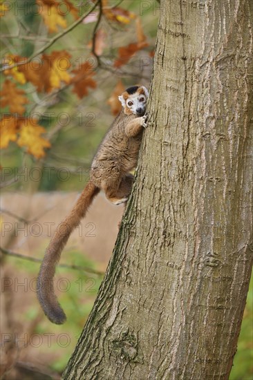 Crowned lemur