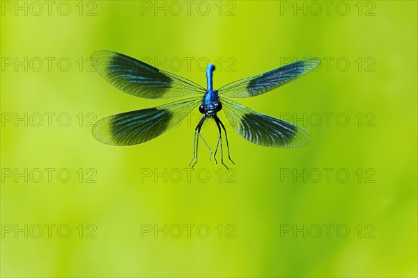 Banded demoiselle