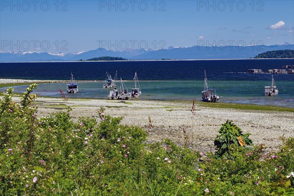 Crab fishing boats lying on a stony beach at low tide