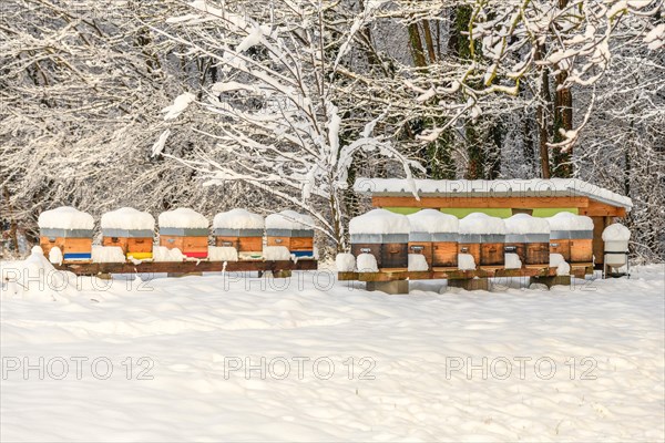 Hives of hibernating bees covered with fresh snow during the winter months. Bas-Rhin